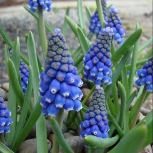 Củ hoa nho lục bình