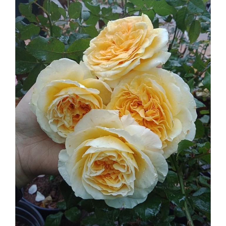 [Hoả tốc HCM] Hồng bụi Beatrice Rose size chậu C10
