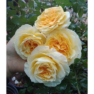 [Cây giống hoa] Hồng bụi Beatrice Rose size chậu C10