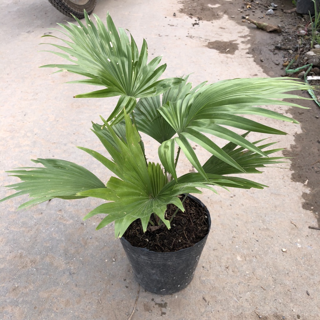 Cây cọ nhật phong thuỷ, Chiều cao 25cm gốc to khoẻ tán lá đẹp bắt mắt sức chống chịu cực tốt thích hợp trang trí sân vườ