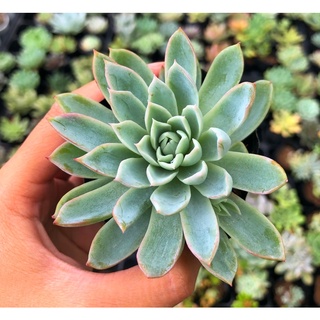 Sen đá violet queen size bầu 5cm hư 1 đổi 1