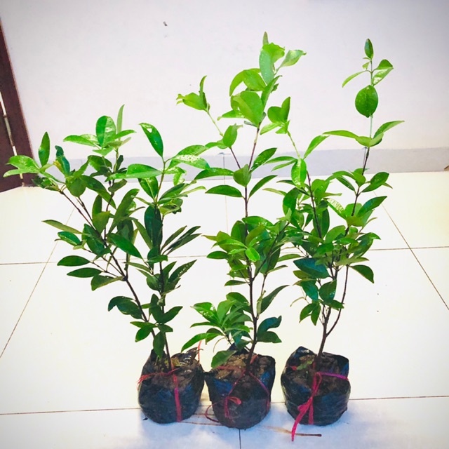Cây cherry brazil chịu nhiệt size trung - THẾ GIỚI HOA CÂY CẢNH - cao 50-60 cm .