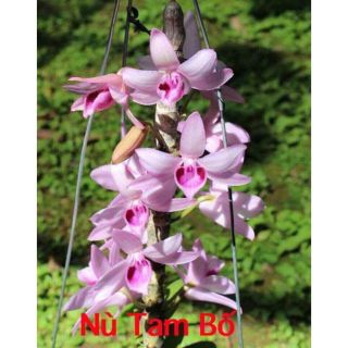 Phi điệp Nù tam bố giống