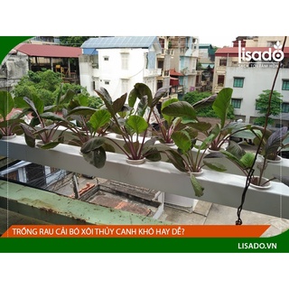 Hạt giống Cải Bó Xôi hạt TXBTD
