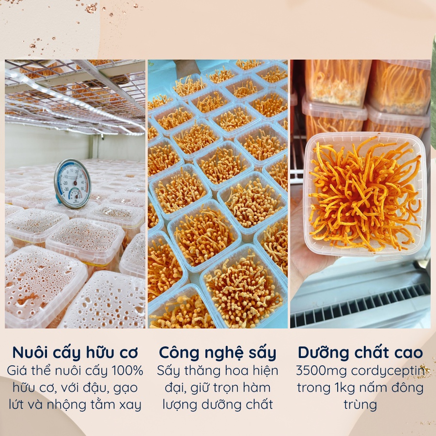 Nấm Đông Trùng Hạ Thảo True Nest - Sấy Thăng Hoa - 10g 20g