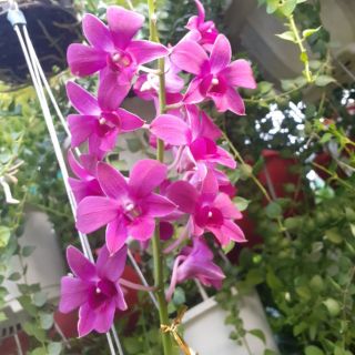 Lan denro đang nụ hoa màu sắc ngẫu nhiên