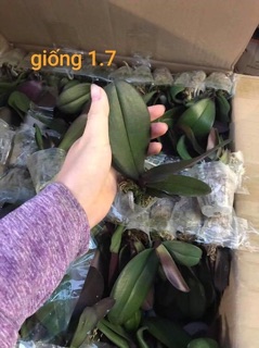 Hoa Lan Hồ điệp