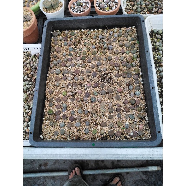 10 cây sen mông - lithops.(2k/cây. tối thiểu 10 cây cho một đơn hàng) .