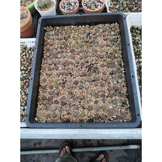 10 cây sen mông - lithops. .