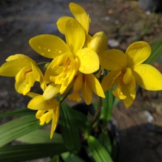 Cây Lan chu đỉnh vàng