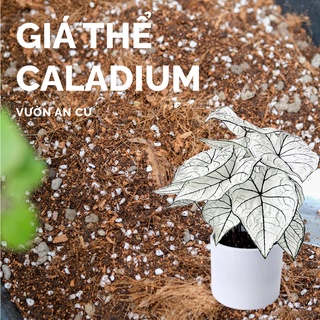 Đất trồng, giá thể cho cây Caladium , cây họ môn, cây trong nhà, kiểng lá trộn sẵn chất lượng tốt