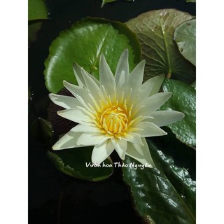 Trắng Tinh Khôi Josephin Đ-06( Không đặt được hàng vui lòng liên hệ shop em ạ)