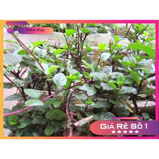 Hạt giống Mồng tơi tím