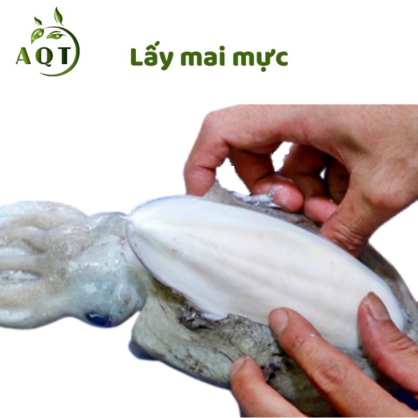 Mai Mực Khô (Nan Mực, Ô Tặc Cốt) Nguyên Miếng, Trừ Viêm Loét Dạ Dày, Tá Tràng, Làm Thức Ăn Cho Chim, Vẹt, Két