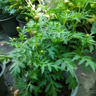 Chậu Cây Hoa sao nhái vàng.