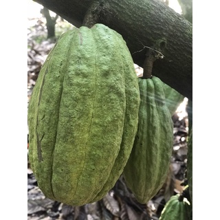 trái cacao tươi combo 3ký 55k