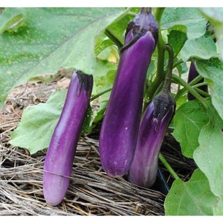 30h hạt giống cà tím cao sản siêu quả f1