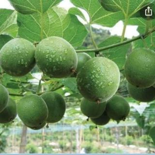 La hán quả 1kg
