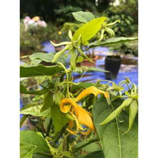 [FREESHIP - Xả Khô Máu] Giống cây hoa móng rồng