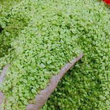 [1Kg] Cốm Xanh khô, Cốm nấu chè nguyên chất, không bảo quản - Túi hút chân không đảm bảo