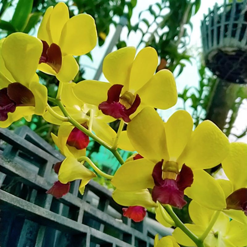 denro vàng lưỡi đỏ