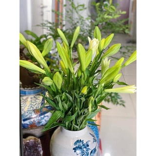 Hoa Hồng Thơm Hà Nội