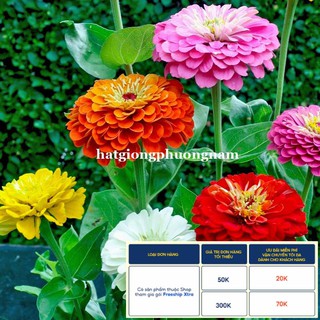 50H - HẠT GIỐNG HOA CÚC LÁ NHÁM