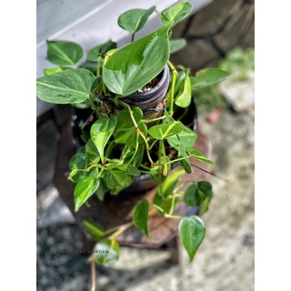 Trầu bà | Philodendron Brasil