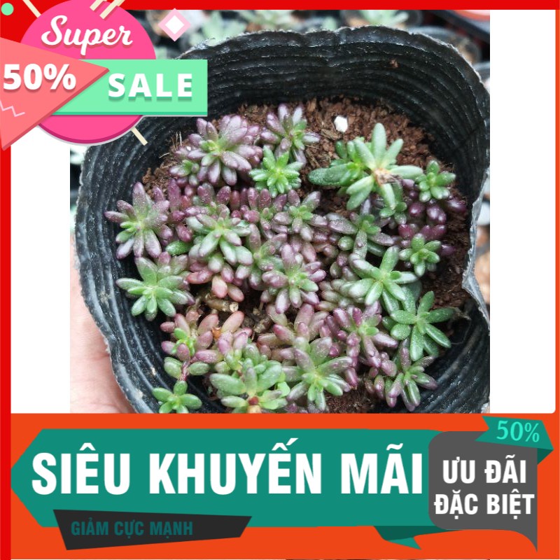 Sen đá nếp cẩm