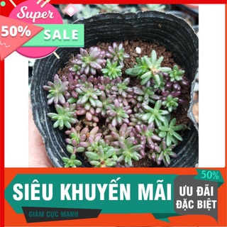 Sen đá nếp cẩm