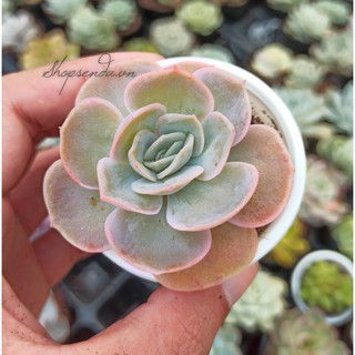 cây sen đá trăng tím (Echeveria lilacina Blue Surprise)