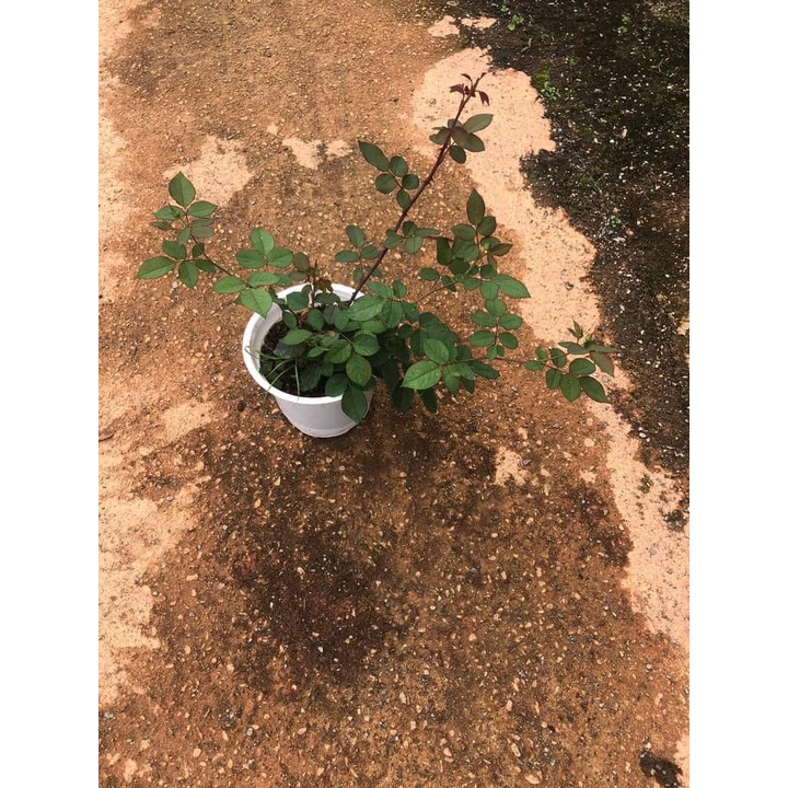 Hoa hồng ngoại Utsusemi  ly cà phê ngọt ngào -hoangoaimelinh