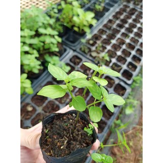 Bạc hà Âu (Bạc hà Pháp Mentha piperita) - bầu cây giống