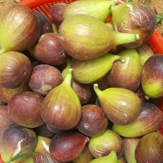 Cây giống sung mỹ tím