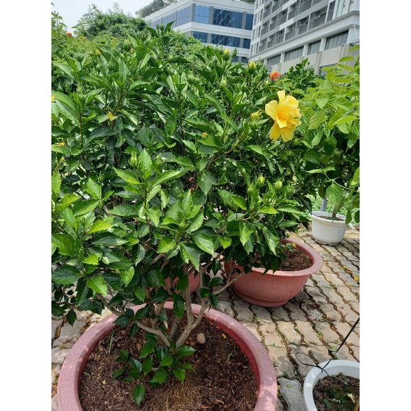 3Kg Đất Trộn Hữu Cơ 5 Loại Trồng Sen Đá Rau Sạch