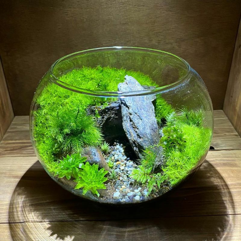 Rêu hồng đài hủ tròn 9 cm chơi terrarium, bán cạn
