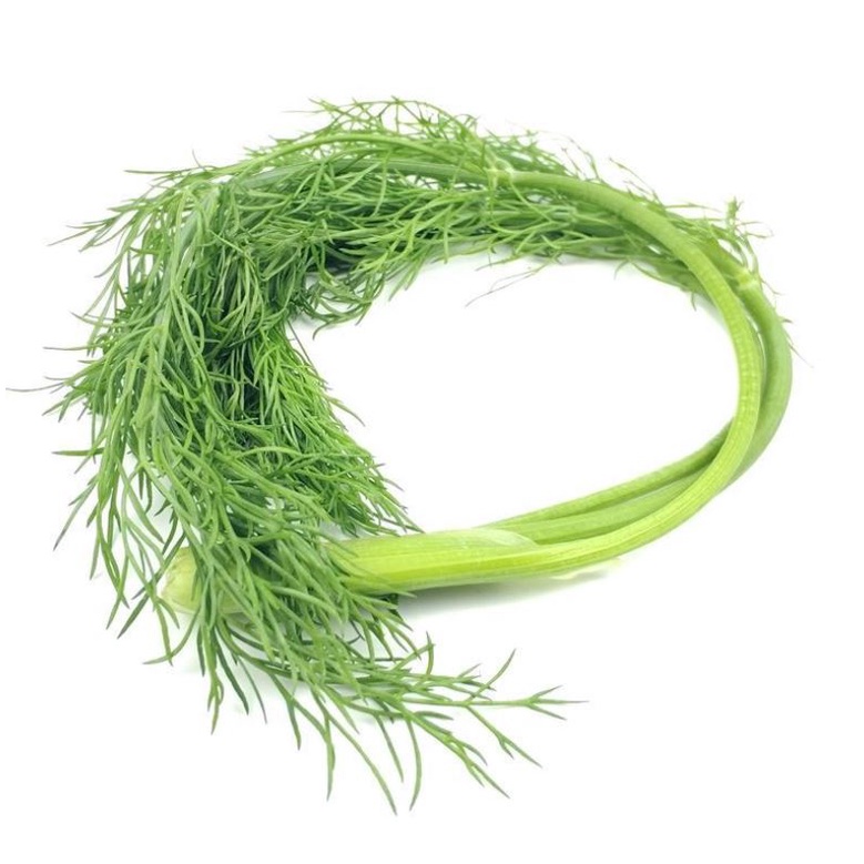 5 gram Hạt Giống Thì Là Dễ Trồng Bốn Mùa