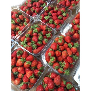 🍓 DÂU NHẬT SKYBERRY SZ TINY - size bi ngọt thơm