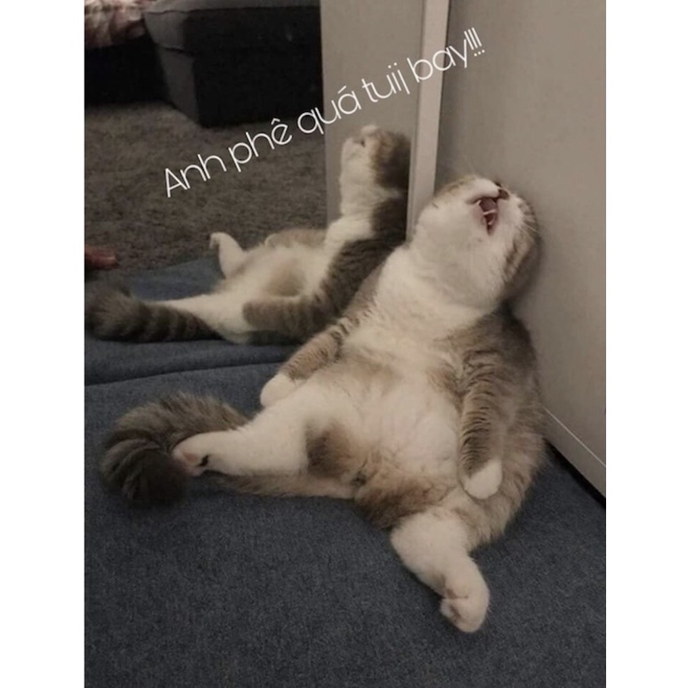 Góc Phê Pha - Catnip Cỏ Bạc Hà Cho Mèo  ~ 3g
