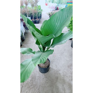 Cây đại phú gia