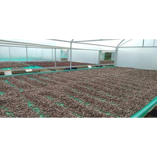 Ca cao nguyên chất Đăk Lăk 1 kg