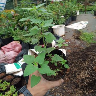 Cây Bạc Hà Mèo - Catnip