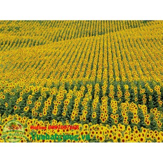 Hạt giống hoa hướng dương cao nảy mầm 98% -  Rau củ quả trồng tại vườn, sân thượng, nông trang, ban công