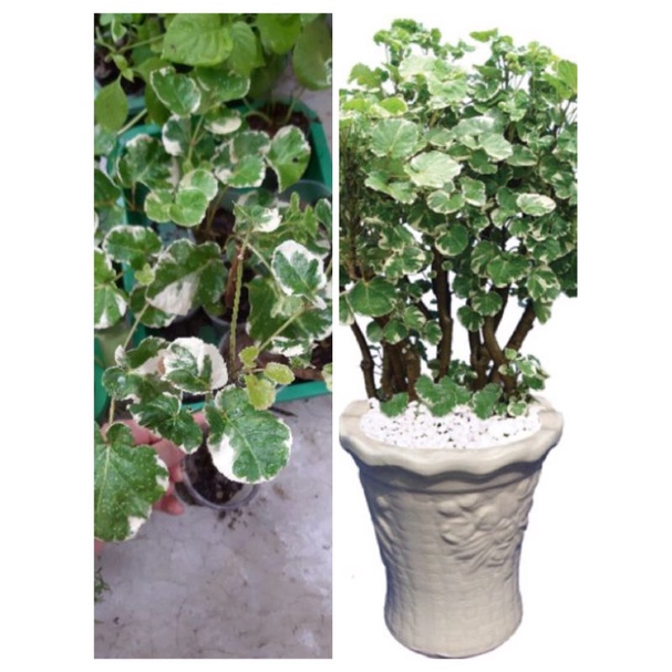 ĐINH LĂNG CẨM THẠCH. 24K/BẦU(SHOP CHUYÊN SỈ TẤT CẢ CÁC LOẠI CÂY GIỐNG.GIÁ SIU RẺ.