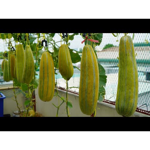 Hạt Giống Dưa Gang Cao Sản - Gói 50 Hạt KNS2471