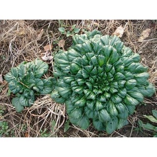 5gr - hạt giống cải hoa hồng