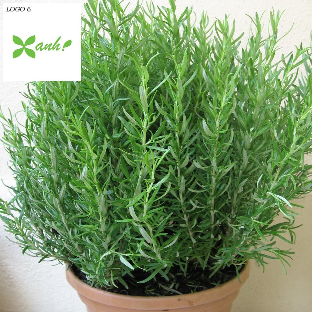 Hạt giống Hương thảo