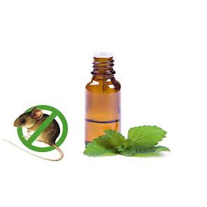 [Rẻ vô địch] - TINH DẦU BẠC HÀ ĐUỔI CHUỘT HIỆU QUẢ - 10ml | BigBuy360 - bigbuy360.vn