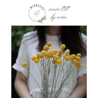 Hoa Cúc Vàng Nút Áo Sấy Khô - Craspedia Billy