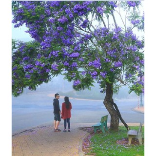 Hạt giống hoa phượng tím gói 5 hạt ( tặng kèm 3 viên nén ươm hạt )